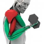 MuscleMatics Premium v3.13 APK