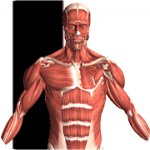 Visual Anatomy 2 v3.1 APK