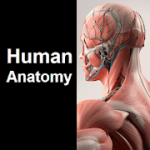 Human Anatomy Quiz v1.05 Pro APK