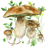 Mushrooms app v72 APK Unlocked