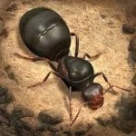The Ants Underground Kingdom v1.2.0 Mod (Full version) Apk
