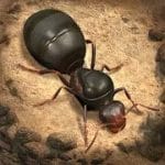 The Ants Underground Kingdom v1.11.1 Mod (Full version) Apk